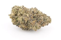 AUG25_Balla_Berries_4a