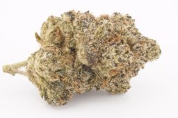 AUG25_Blue_Nerds_4a