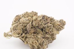 AUG25_Blue_Zerds_4a