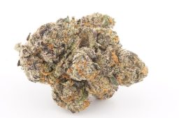 AUG25_Gelato_41_4a