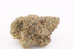 AUG25_Juicy_Gelato_4a