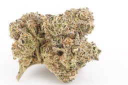 AUG25_Pop_Rox_4a