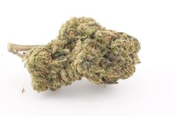AUG25_Red_Runtz_4a