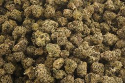 AUG25_gumdropz smalls