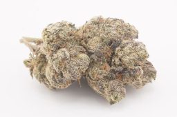 AUG25_lemon cherry pie 4a