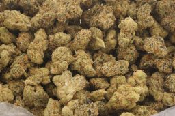 AUG25_pink champagne smalls