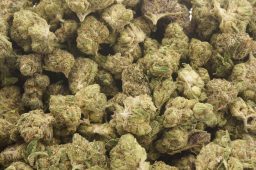 AUG25_south central purp smalls