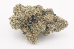 Aug25_BlackMaple4A