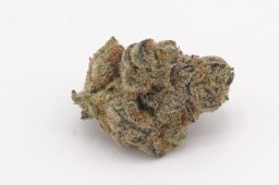 Aug25_GarlicGrove4A