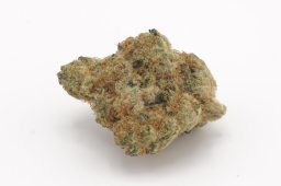 Aug25_GrapeDream4A