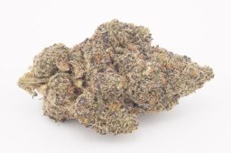 Aug25_PurpleDiesel4A