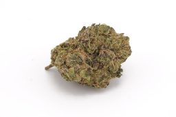 Aug25_gelato zkittlez