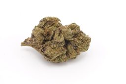 Aug25_gelatomo 3a