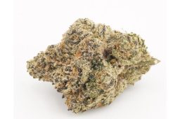 Aug25_lcg x sugar cone plus
