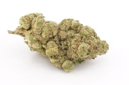 Aug25_scout breath 3a