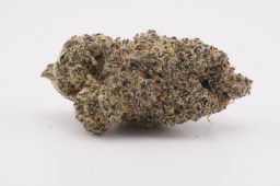 Dec25_DJ Short Blueberry (Plus) PG