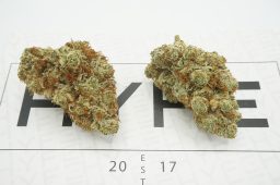 GG_Gorilla_Bomb