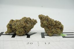 Gelato 41 plus