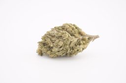 JAN 26_candy zeclair 3a JAN 26_candy zeclair 3a