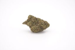 JAN 26_lemon cherry terdz 3a JAN 26_lemon cherry terdz 3a