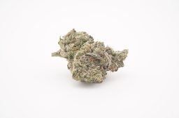 JAN 26_nuclear slurpee 4a v2