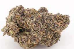JUL25_FruitZtripezPlus