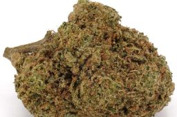 JUL25_Gelato33