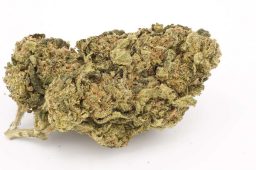 JUL25_Gelato45