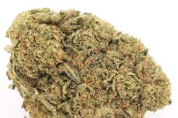 JUL25_RainbowPunch2a