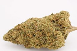 JUN25_apple_scottie