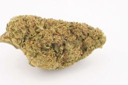 JUN25_earth dawg a