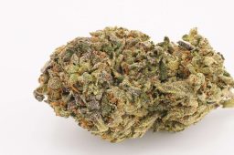 JUN25_elmers_glue