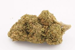 JUN25_gelato_runts_3a