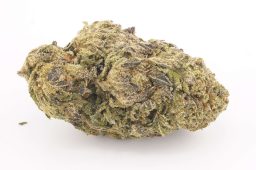 JUN25_gorilla king aa