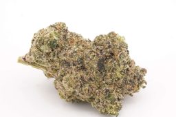 JUN25_italian cherry 4a