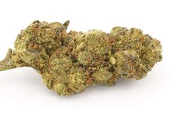 JUN25_watermelon_gelato