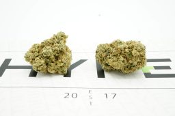 Lemon_Wookie_Glue4A