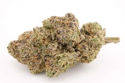 MAY25_airheads