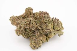MAY25_cinnamonbubblegum4a