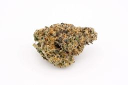 MAY25_gelato41xanimalmints