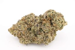 MAY25_white cherry gelato plus