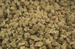 May26 candy gelato smalls 3a_h