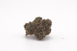 NOV25_Blue Sherb X Runtz