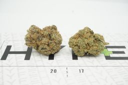 Nova Gas