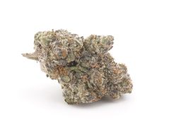 OCT25_MylerMagicPlus