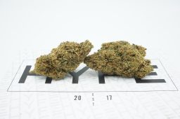 OG Diesel