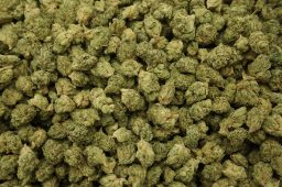 Zookies smalls