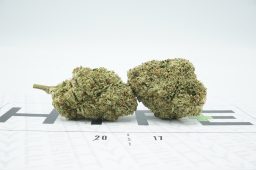 blackberry kush