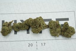 bubblegum candy 3a