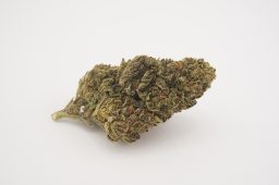 bubblegum